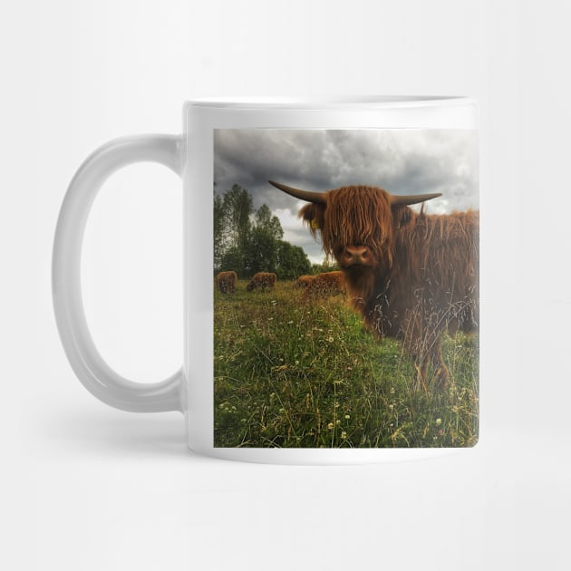 Scottish Highland Cattle Calf 2044 by SaarelaHighland